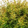 Abelia Grandiflora Happy Daydream. Le pot de 10 litres
