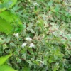 Abelia Grandiflora Kaléidoscope – 3L