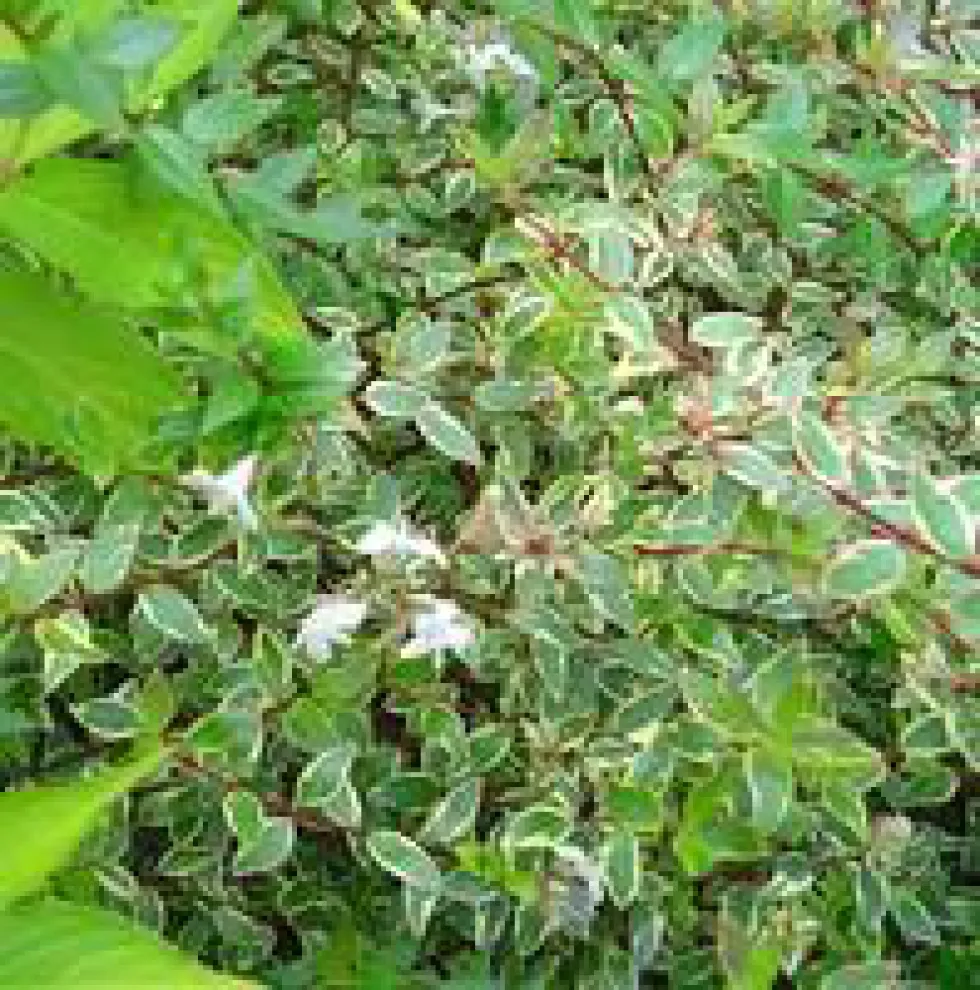 Abelia Grandiflora Kaléidoscope – 3L