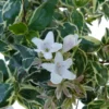 Abelia Grandiflora 125/150. Le pot de 30 litres