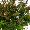 Abélia Grandiflora Kaleidoscope touffe. Le pot de 7,5 litres