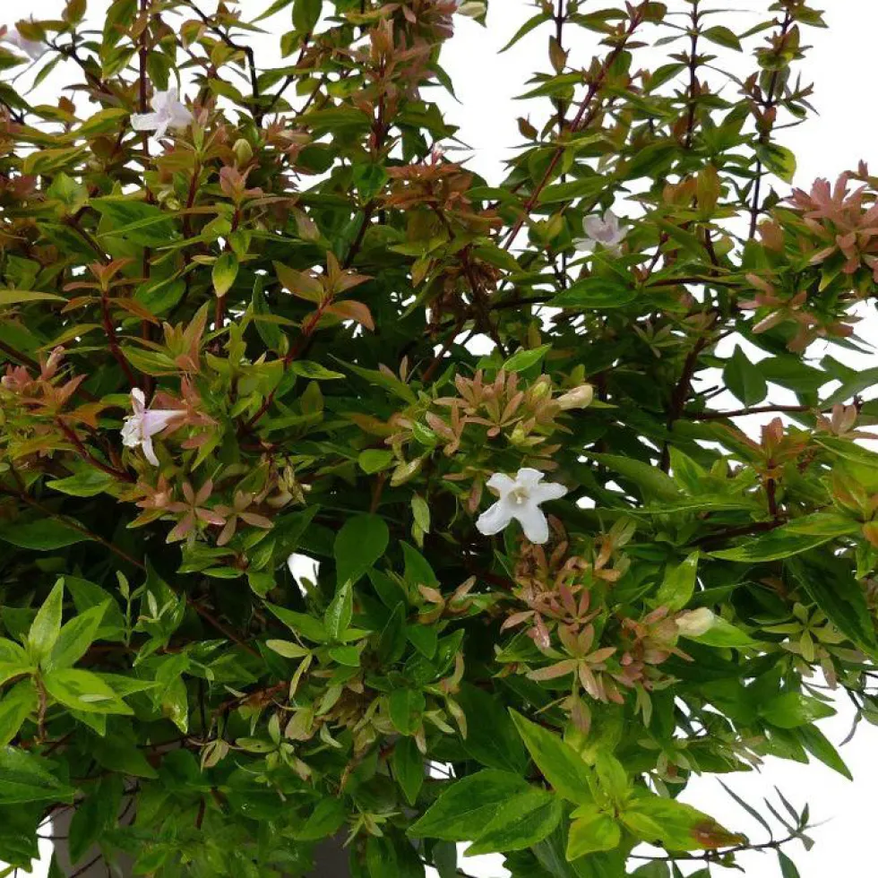 Abélia Grandiflora Kaleidoscope touffe. Le pot de 7,5 litres