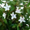 Abélie à grandes fleurs ou Abélia Grandiflora. Le pot de 10 litres