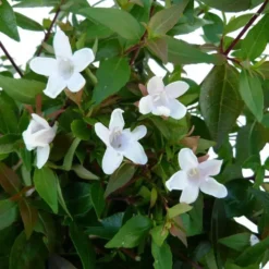 Abélie à grandes fleurs ou Abélia Grandiflora. Le pot de 10 litres