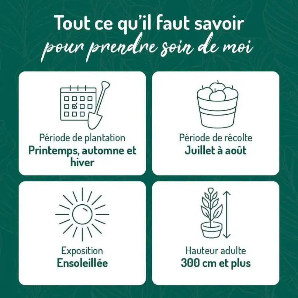 Abricotier Polonais. Le pot de 15 litres, forme 1/2 tige