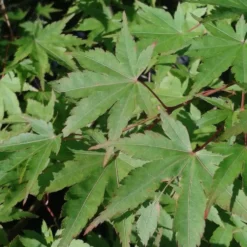 Acer Palmatum Varie (érable du Japon) en pot déco de 5 L vert