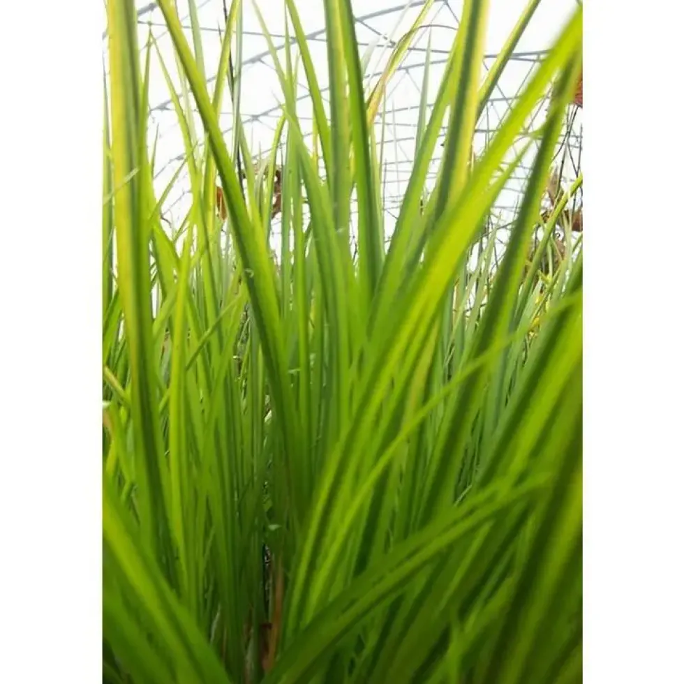 Acorus gramineus ohgon 3 L