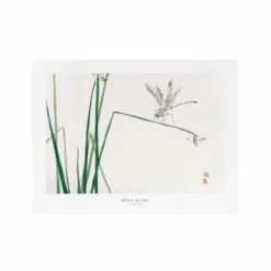 Affiche libellule - 30 x 40 cm