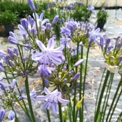 Agapanthe Little Amethyst. Le pot de 3 litres