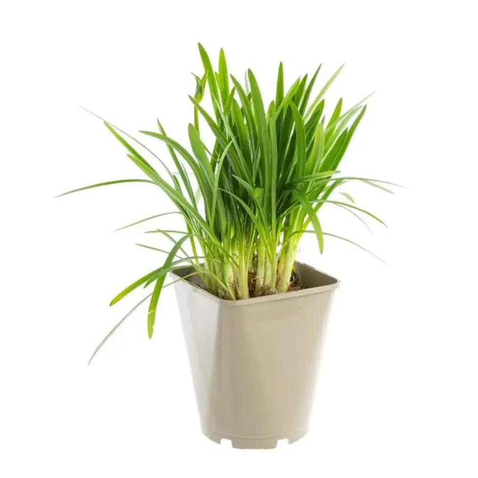 Agapanthe Little Amethyst. Le pot de 3 litres