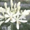 Agapanthus X Kilmurry White (Blanc). Le pot de 1 litre