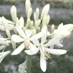 Agapanthus X Kilmurry White (Blanc). Le pot de 1 litre
