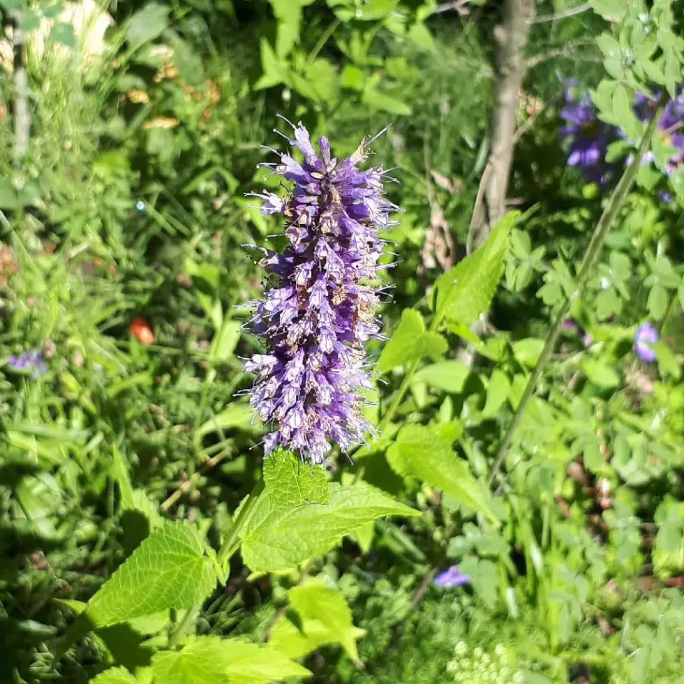 Agastache. Le pot de 3 litres
