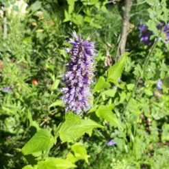 Agastache - Le pot de 4 litres