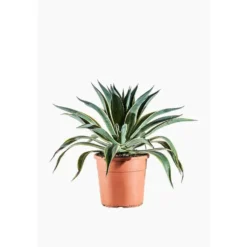 Agave Desmettiana Variegata en pot de 9 L jaune