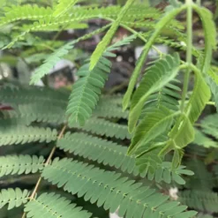 Albizia Julibrissin Ombrella Boubri rose. Le pot de 30 litres, forme tige