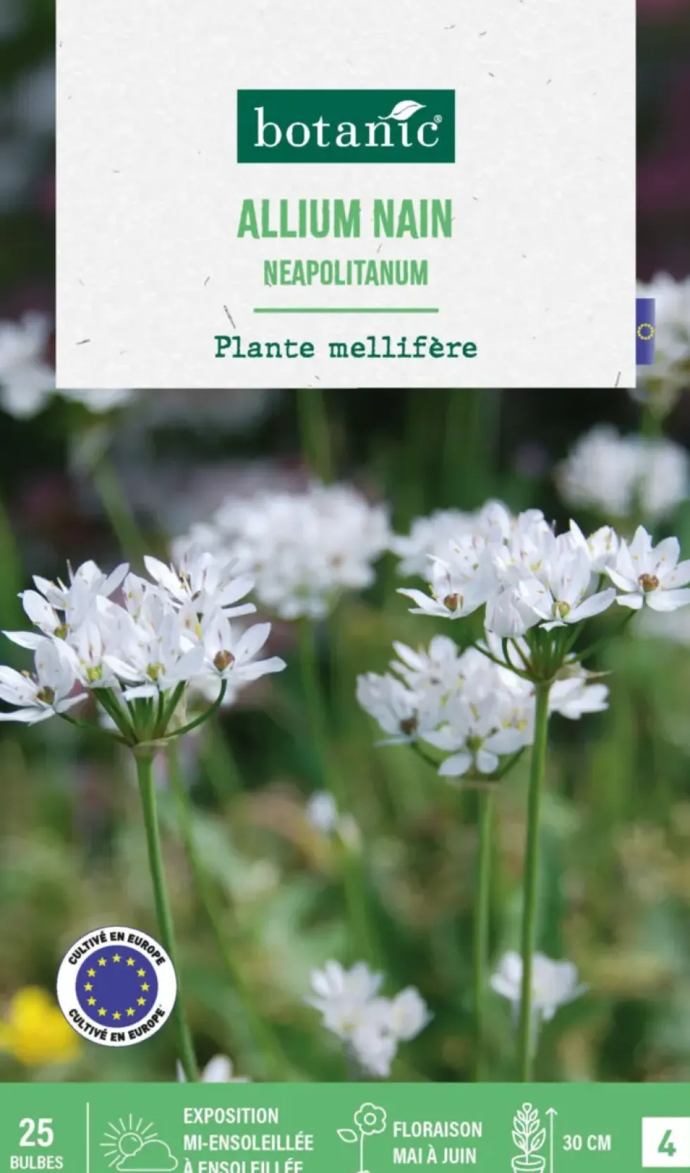 Allium neapolitanum botanic® - 25 bulbes