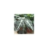 Alocasia Bambino en pot de Ø 12 cm