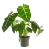 Alocasia Frydeck (Oreilles d'éléphant) vert. Le pot Ø 19 cm