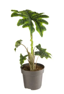 Alocasia Jacklyn (Oreilles d’éléphant) vert. Le pot Ø 17 cm