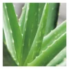 Aloe vera bio en pot H 90 x Ø 25 cm