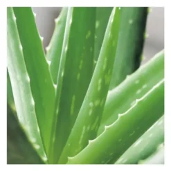 Aloe vera bio en pot H 90 x Ø 25 cm