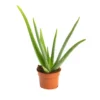 Aloe vera en pot H 35 x Ø 10,5 cm