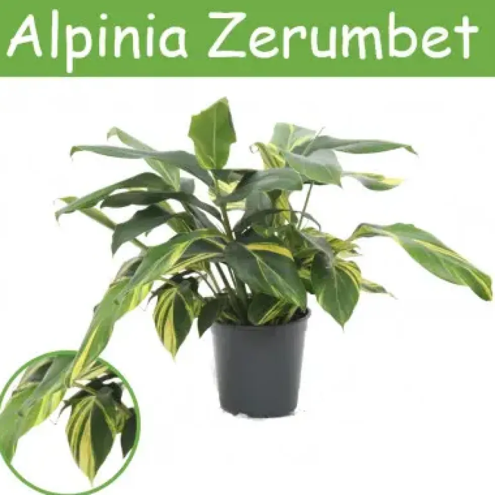 Alpinia Zerumbet. Le pot de Ø 21 x H 70 cm