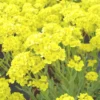 Alysse ou corbeille d'or. La barquette de 6 plants