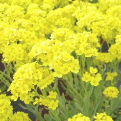 Alysse ou corbeille d'or. La barquette de 6 plants
