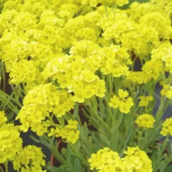 Alyssum Saxatile - Le pot de 1 litre