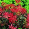 Andromède du Japon Flaming Silver 40/60. Le pot de 5 litres