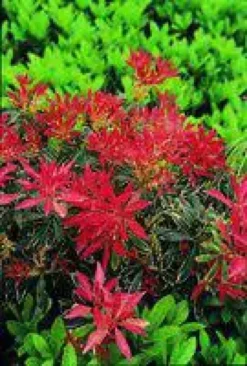 Andromède du Japon Flaming Silver 40/60. Le pot de 5 litres