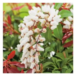 Andromède Japonica Mountain Fire - pot 3 L