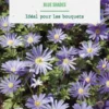 Anémone blanda blue shades en mélange botanic® - 20 bulbes