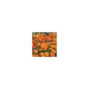 Annuelles variées - Le pot de 2,5 litres