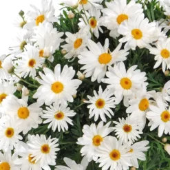 Anthemis Buisson Grande Daisy. Le pot de 19 cm