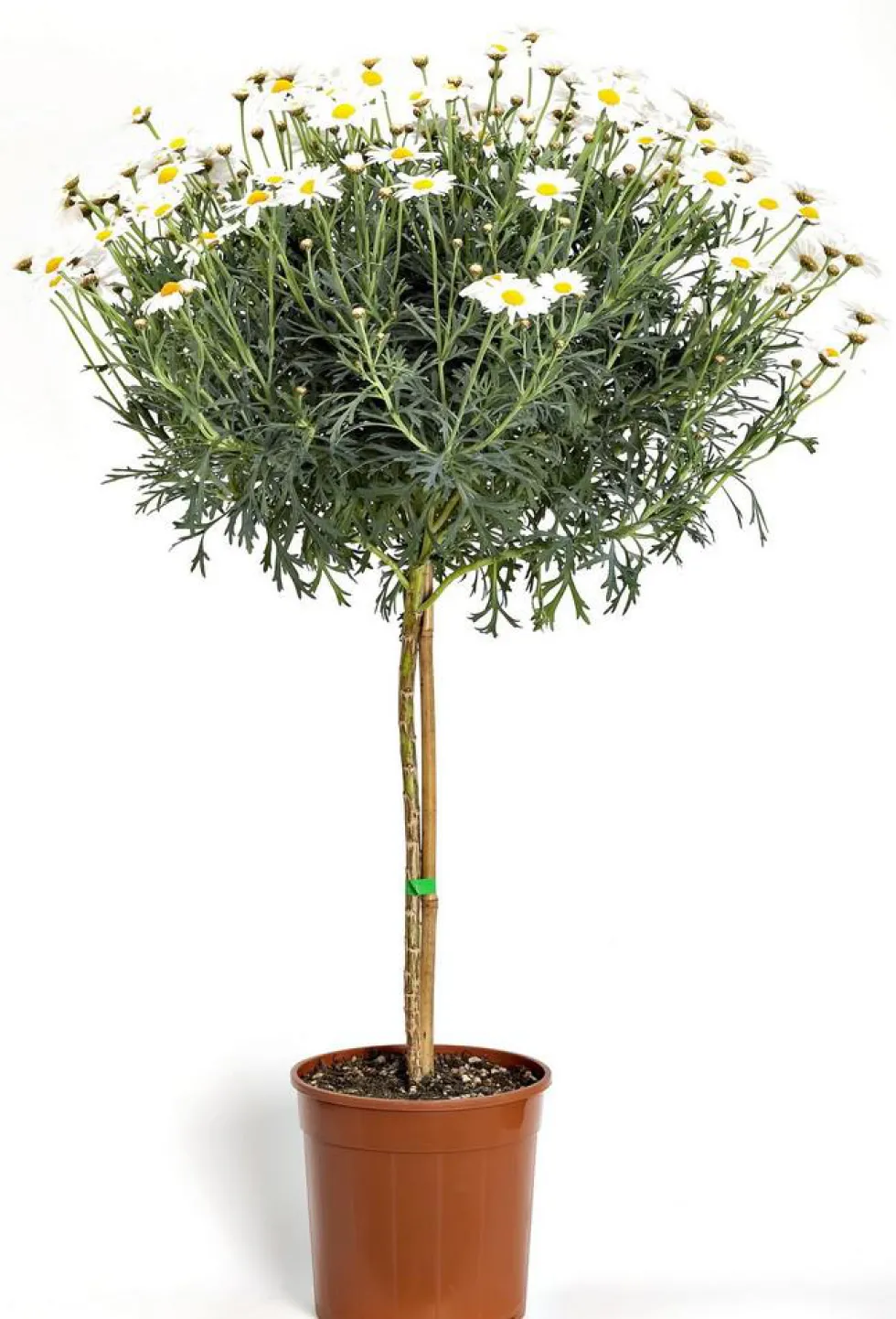 Anthemis Tige. Le pot de 15 cm