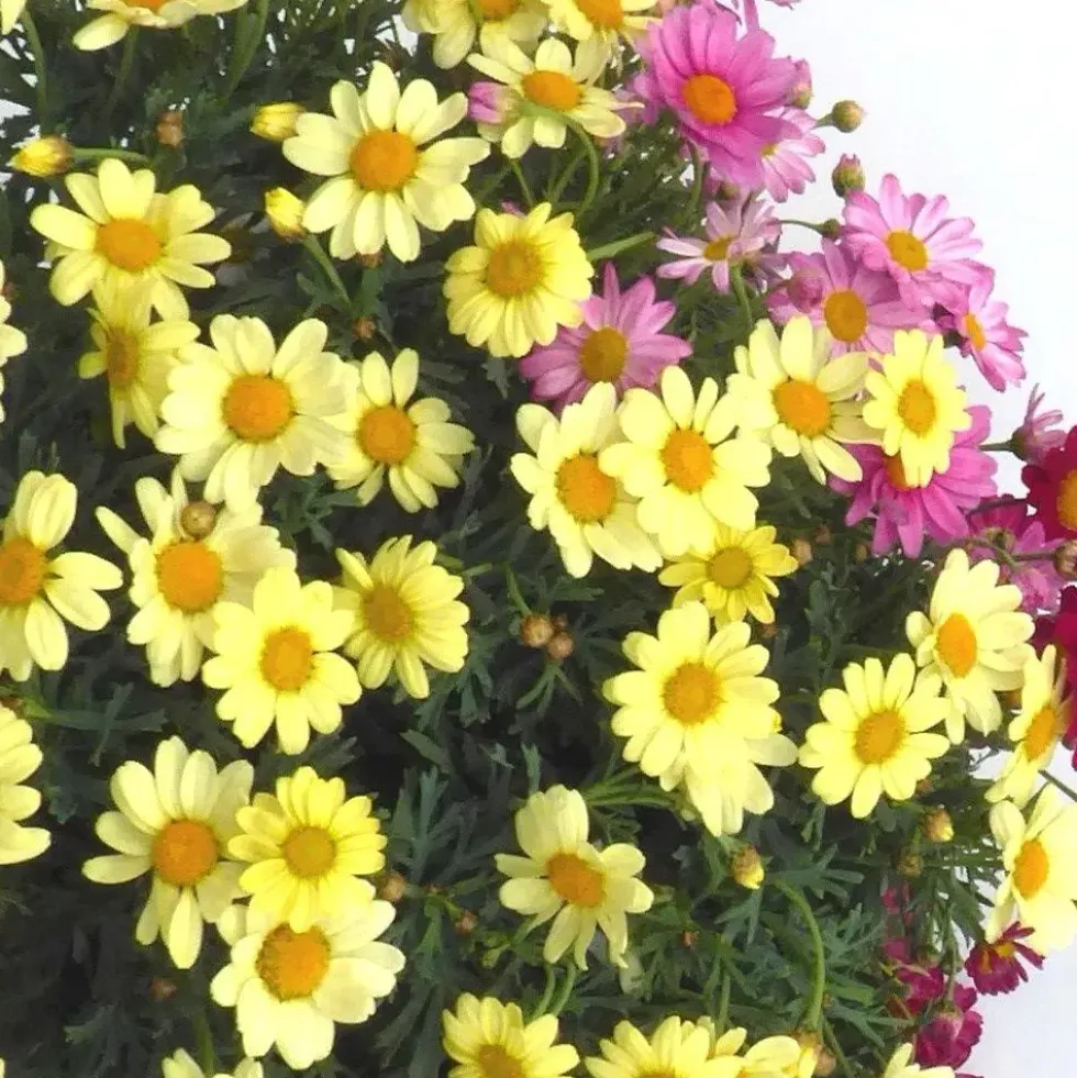 Anthemis Trio. Le pot de 19 cm