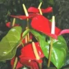 Anthurium Amalia pot Ø17 cm/ H60 cm