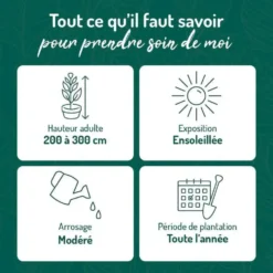 Arbousier en pot de 5 litres