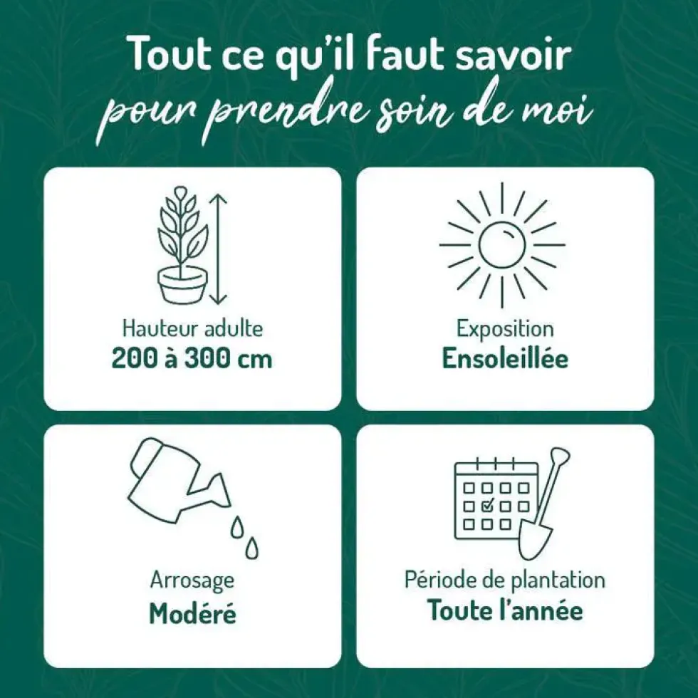 Arbousier en pot de 5 litres
