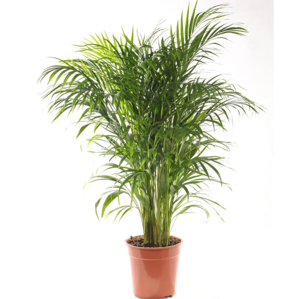 Areca. Le pot Ø 21 cm
