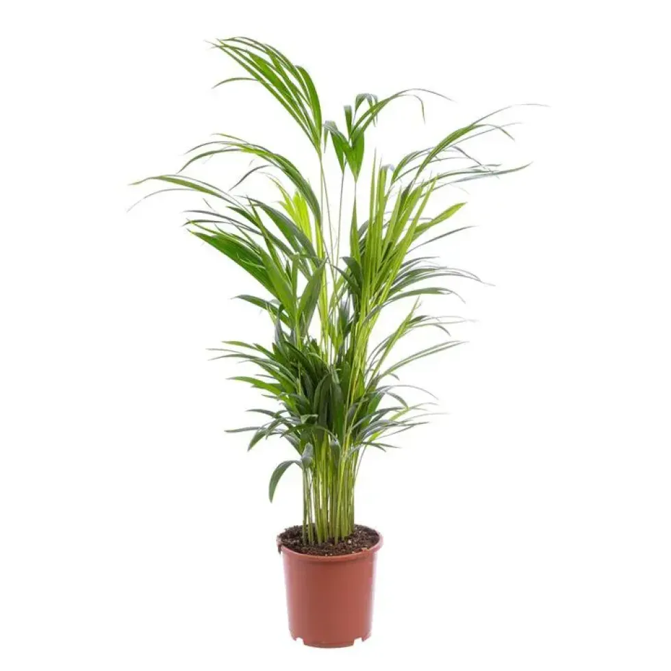 Areca. Le pot Ø 17 cm