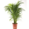 Areca pot Ø21 cm