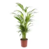 Areca pot Ø19 cm