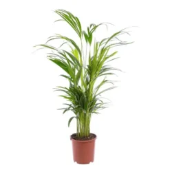 Areca pot Ø19 cm