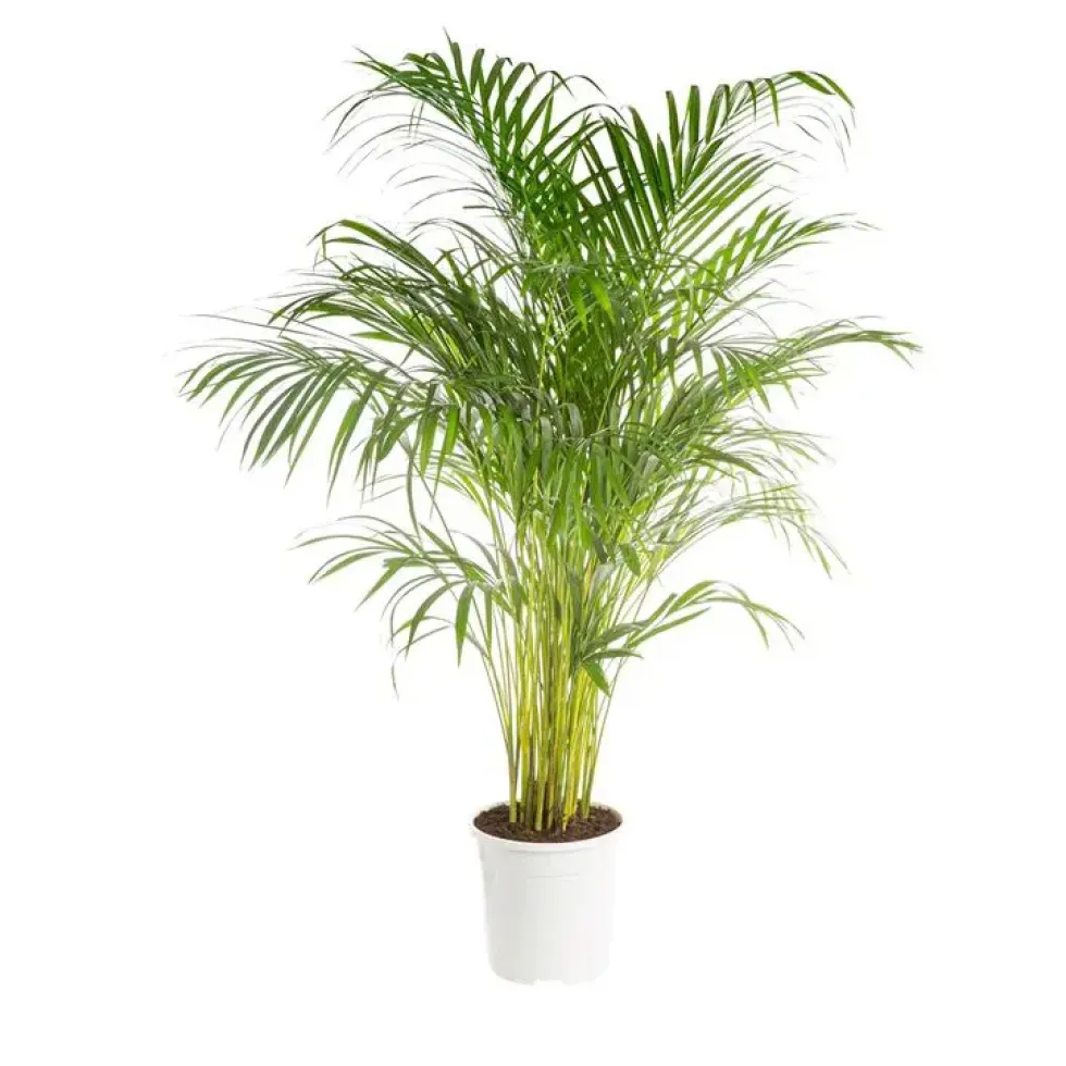 Areca pot Ø25 cm