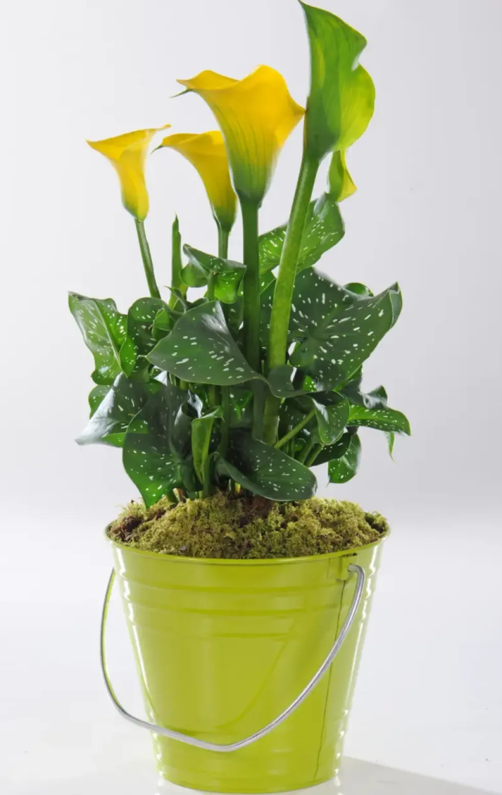 Arum de - Avec cache pot