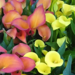 Arum De Couleur. Le pot de 21 cm